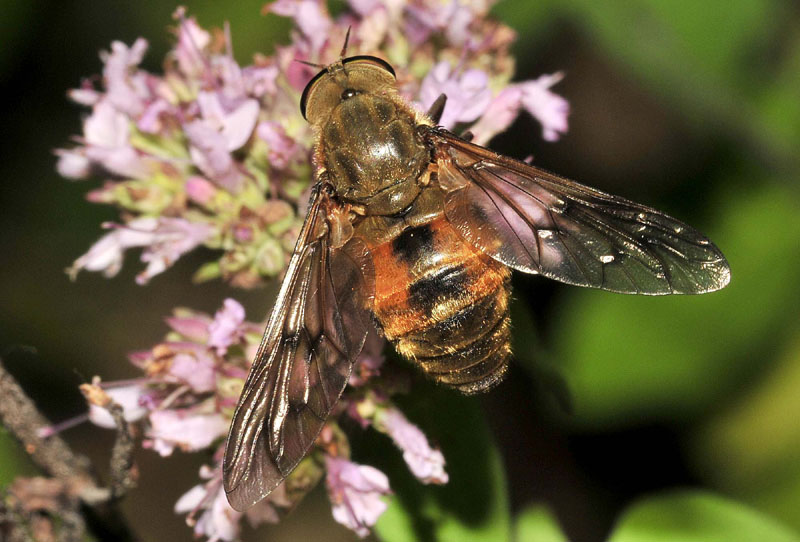 Pangonius cfr. variegatus, femmina  (Tabanidae)